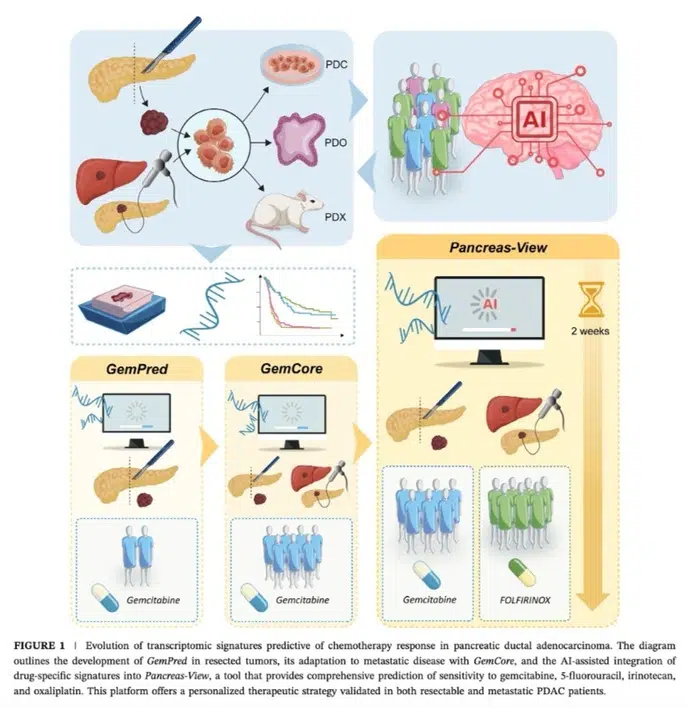 E-Cadherin projet de l'équipe Recherche translationnelle - CRCM